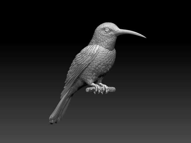 hummingbird 3D Print 509821