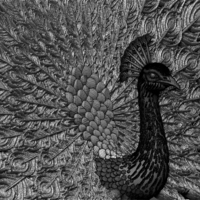peacock - Thumbnail 1