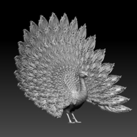 peacock - Thumbnail 4