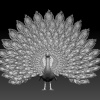 peacock - Thumbnail 5