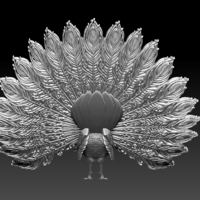 peacock - Thumbnail 7