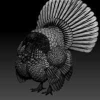 turkey - Thumbnail 8