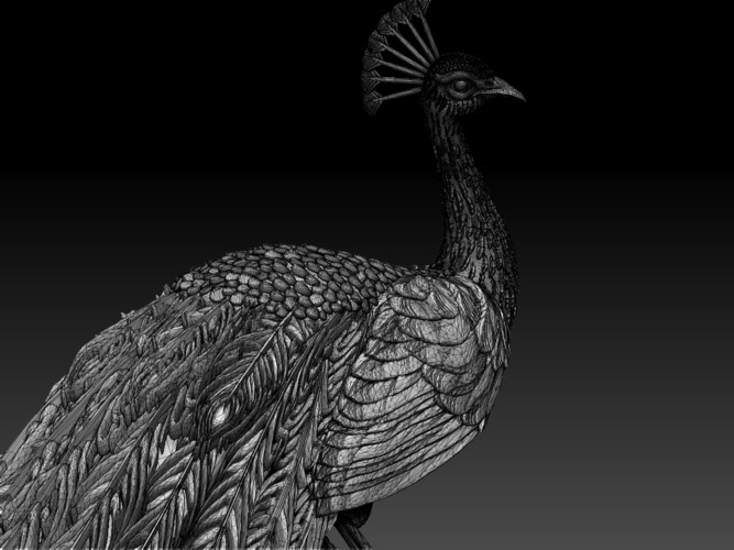 peacock 3D Print 509856