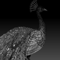 peacock - Thumbnail 1