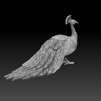 peacock - Thumbnail 2