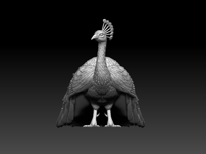 peacock 3D Print 509858