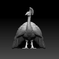 peacock - Thumbnail 3