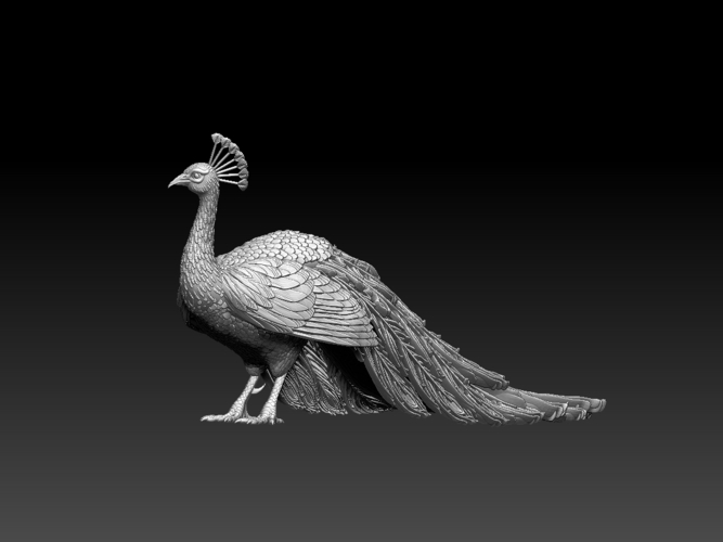 peacock 3D Print 509859