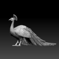 Small peacock 3D Printing 509859