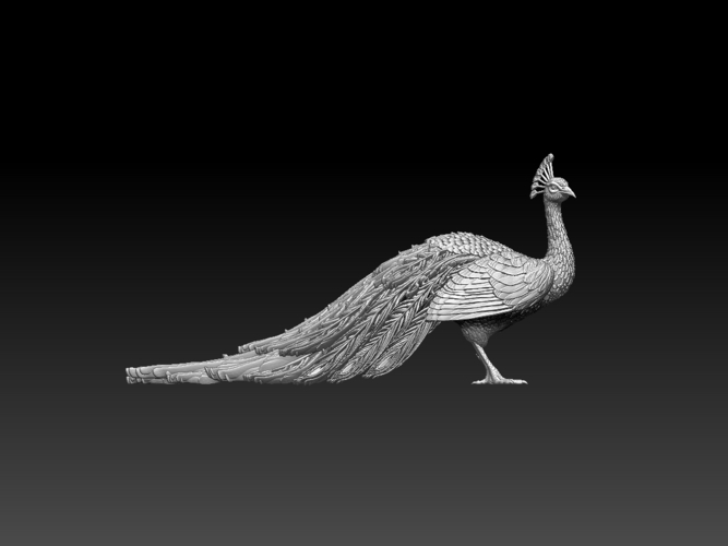 peacock 3D Print 509860