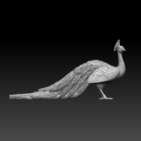 peacock - Thumbnail 5