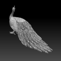 peacock - Thumbnail 6