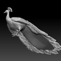 peacock - Thumbnail 7