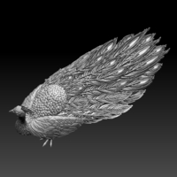 peacock - Thumbnail 8