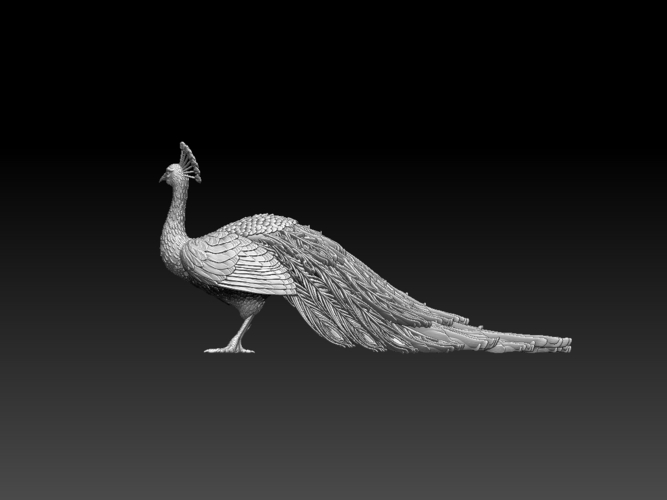 peacock 3D Print 509864