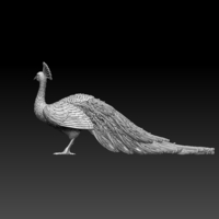 peacock - Thumbnail 9