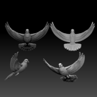 pigeon - Thumbnail 5