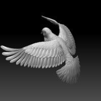 pigeon - Thumbnail 6