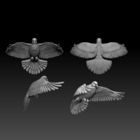 pigeon - Thumbnail 7