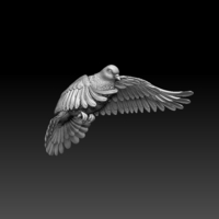 pigeon - Thumbnail 8