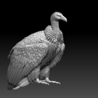 Small vulture 3D Printing 509929