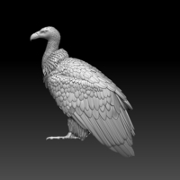 vulture - Thumbnail 3
