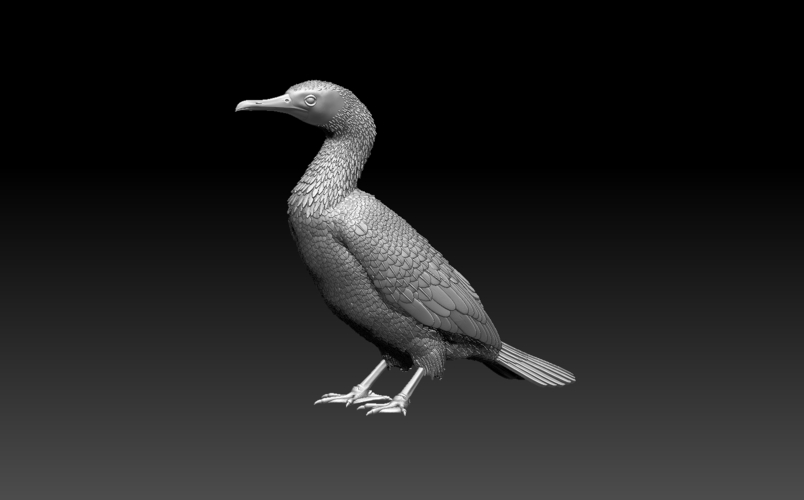 cormorant 3D Print 509933