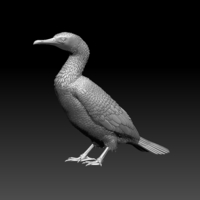 cormorant - Thumbnail 1