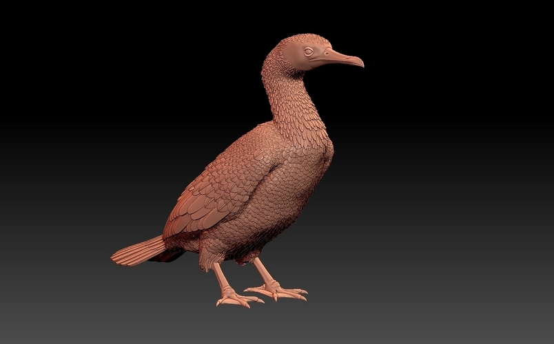 cormorant 3D Print 509934