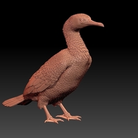 cormorant - Thumbnail 2