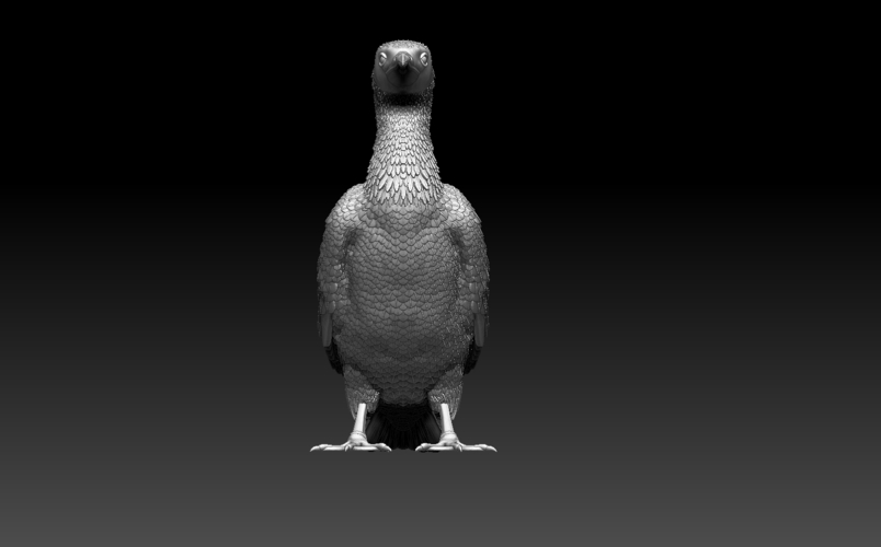 cormorant 3D Print 509935