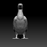 cormorant - Thumbnail 3