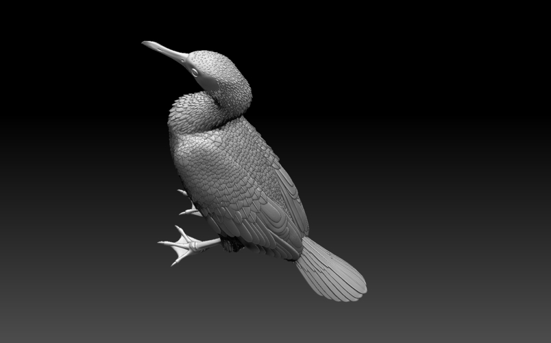 cormorant 3D Print 509936