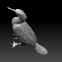 cormorant - Thumbnail 4