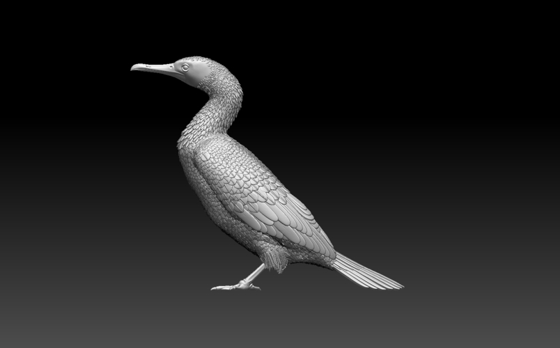 cormorant 3D Print 509937