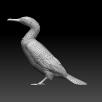 cormorant - Thumbnail 5
