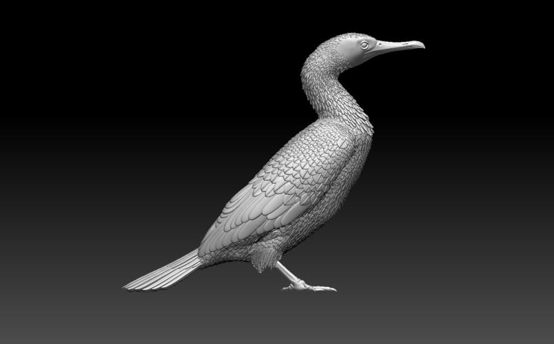 cormorant 3D Print 509938