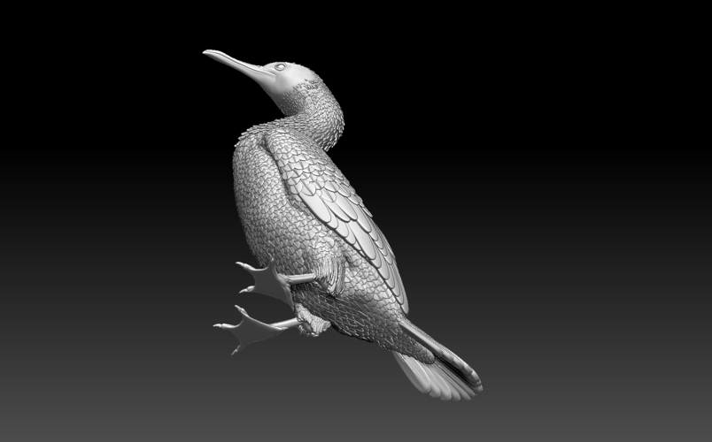 cormorant 3D Print 509939