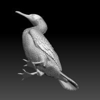 cormorant - Thumbnail 7