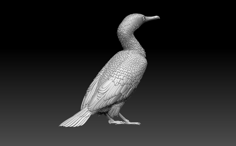 cormorant 3D Print 509940