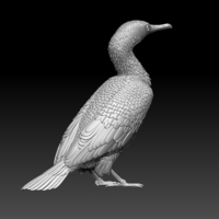 cormorant - Thumbnail 8