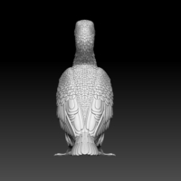 cormorant - Thumbnail 9