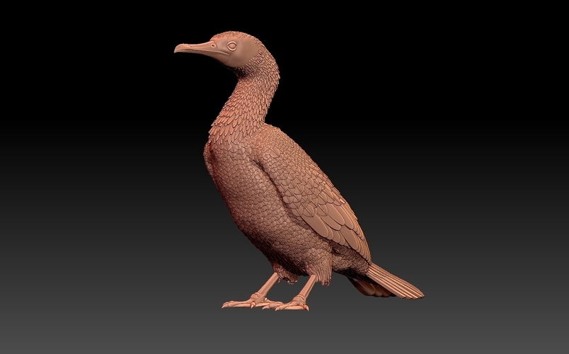 cormorant 3D Print 509942