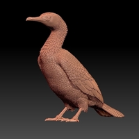 cormorant - Thumbnail 10