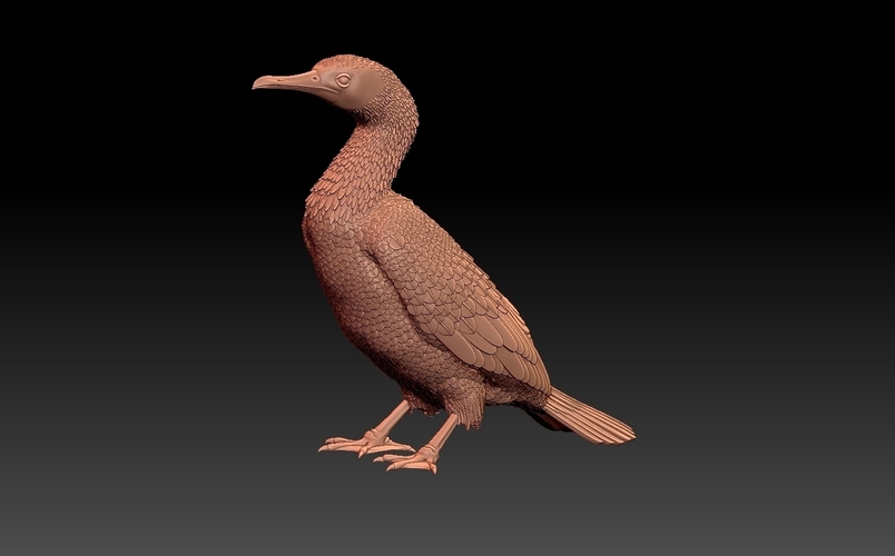 cormorant 3D Print 509943