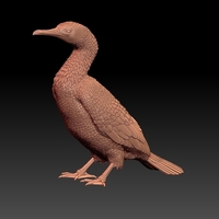 cormorant - Thumbnail 11