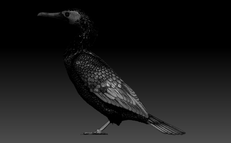 cormorant 3D Print 509944