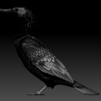 cormorant - Thumbnail 12