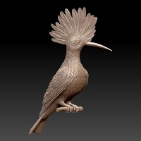 hoopoe - Thumbnail 6