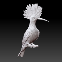 hoopoe - Thumbnail 7